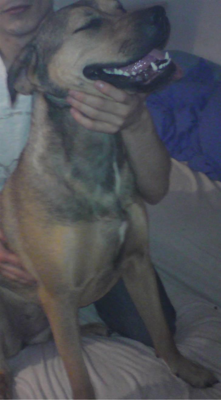 Blanding af racer Milla billede 1