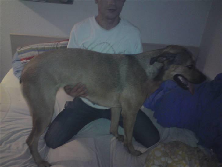 Blanding af racer Milla billede 2