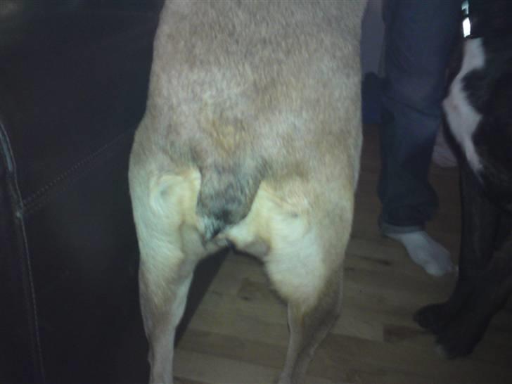 Blanding af racer Milla billede 3