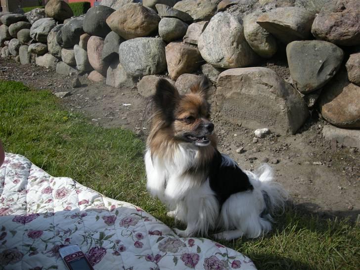 Papillon oliver billede 17