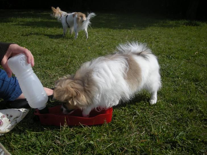 Papillon simba billede 13