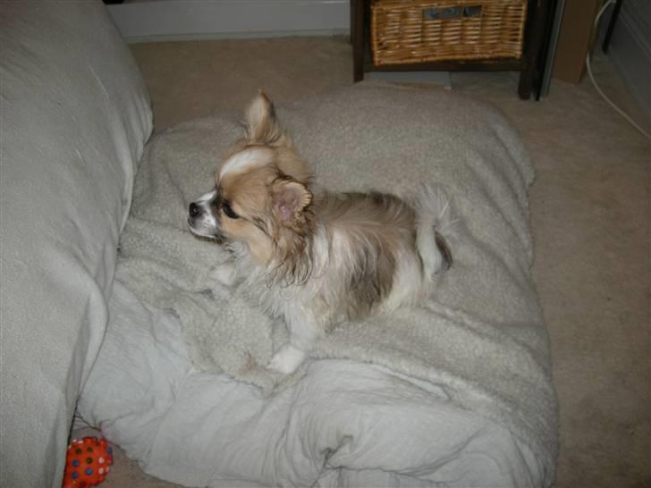 Papillon simba - Simba har lige været i bad :D billede 14