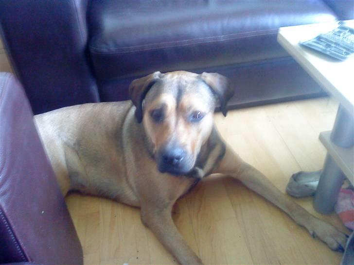 Blanding af racer Milla billede 4