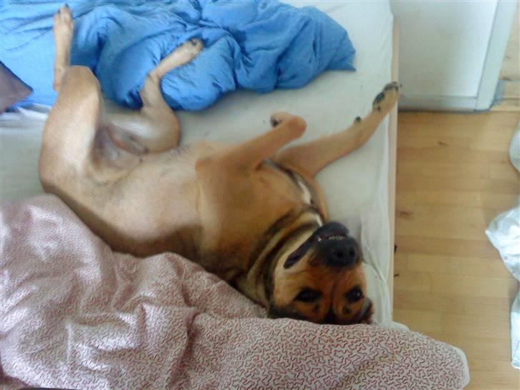 Blanding af racer Milla billede 5