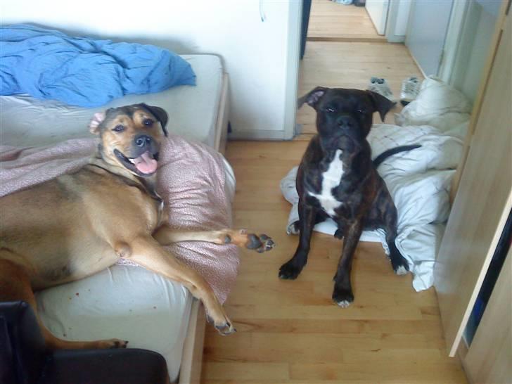 Blanding af racer Milla - Mille & Satan  billede 6