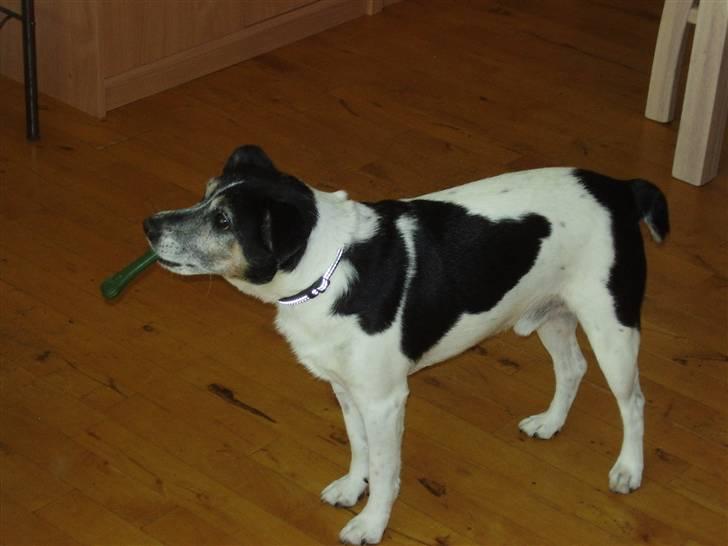 Dansk svensk gaardhund Pluto billede 1