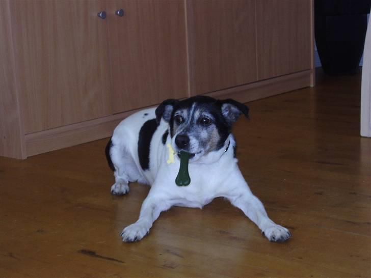 Dansk svensk gaardhund Pluto billede 2