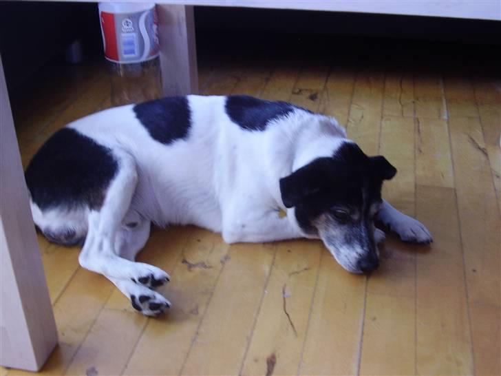 Dansk svensk gaardhund Pluto billede 3