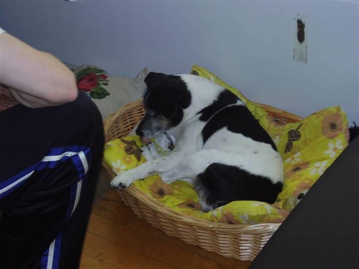 Dansk svensk gaardhund Pluto billede 4