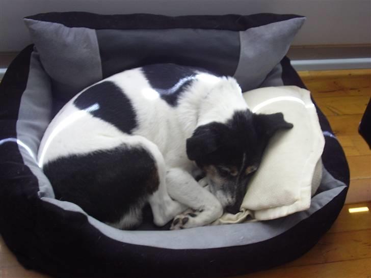 Dansk svensk gaardhund Pluto - Hårdt at lege hele dagen billede 5