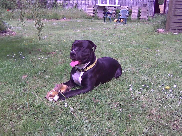 Amerikansk bulldog Manto "min mor´s" billede 1