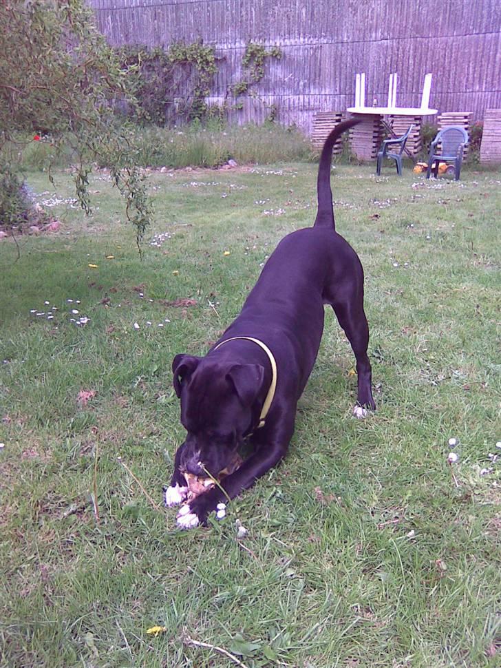 Amerikansk bulldog Manto "min mor´s" billede 5