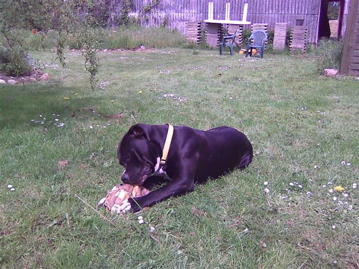 Amerikansk bulldog Manto "min mor´s" billede 6