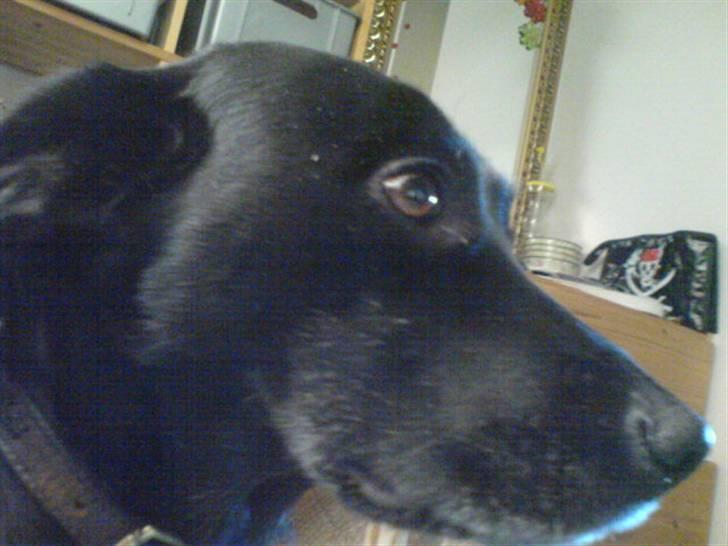 Blanding af racer Tazz billede 17