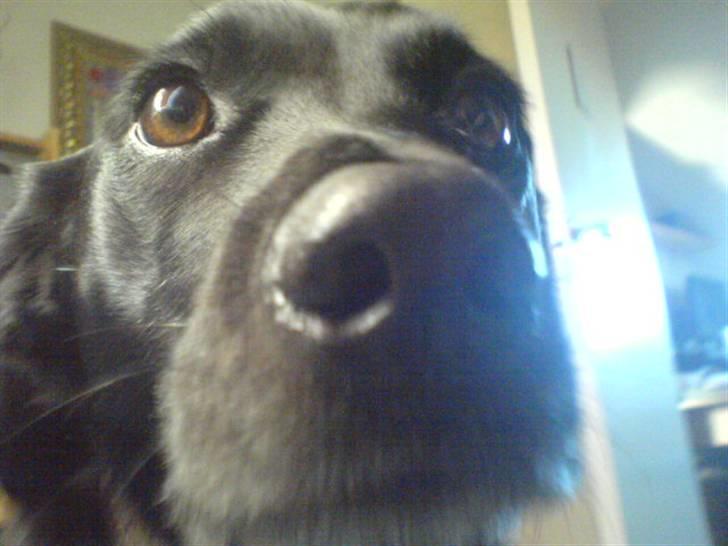 Blanding af racer Tazz billede 18