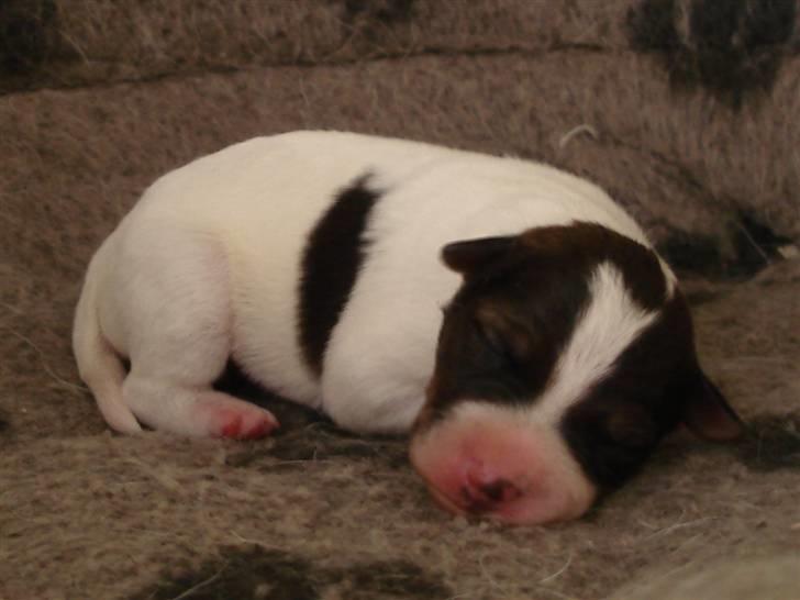 Jack russell terrier Agila billede 3