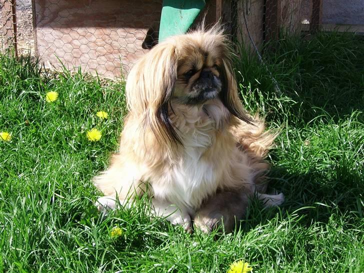 Pekingeser Sigma billede 1