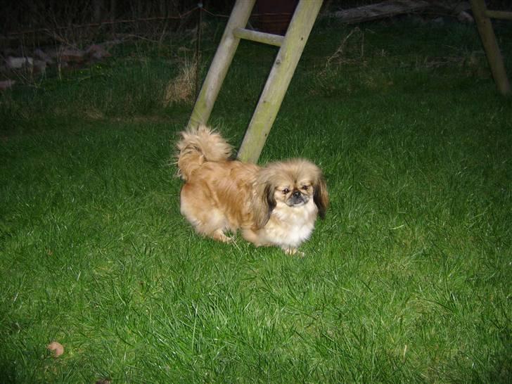 Pekingeser Sigma billede 3