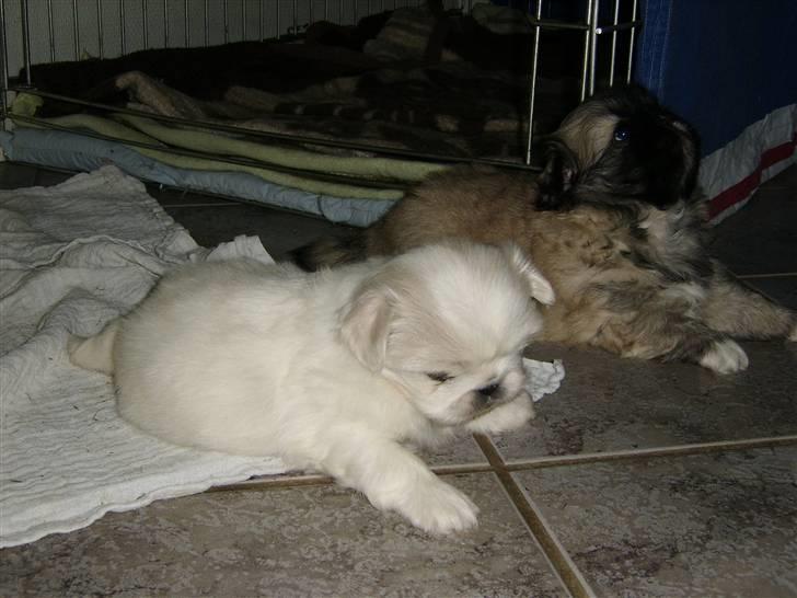 Pekingeser Sigma billede 5