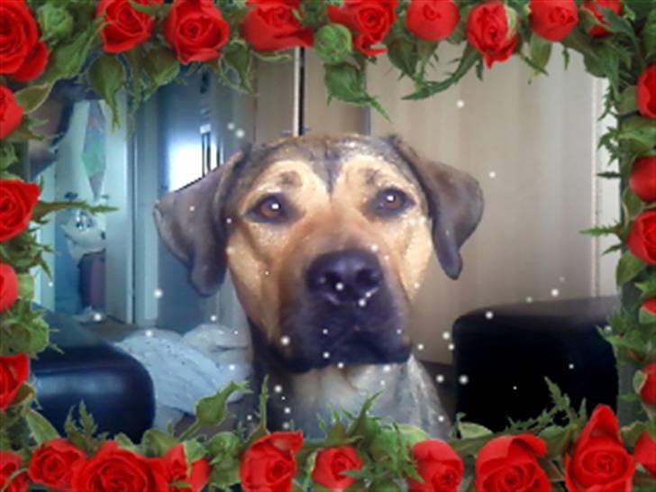 Blanding af racer Milla billede 7