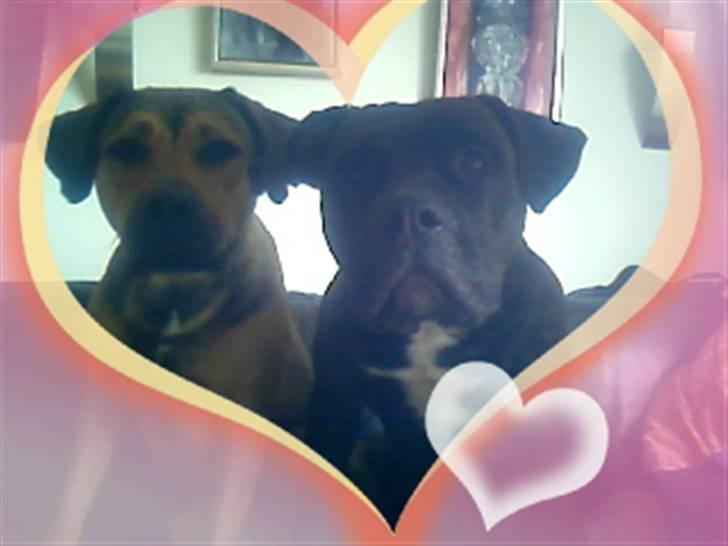 Blanding af racer Milla - Mille & hendes kæreste satan . billede 8