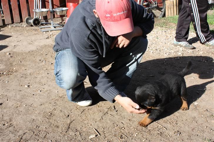 Rottweiler Chico billede 1