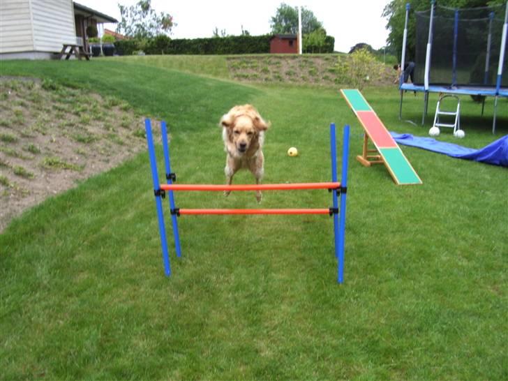 Golden retriever Luffe<3 - Du er mit liv!i: billede 16