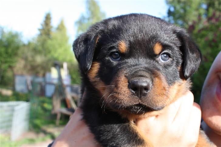 Rottweiler Chico billede 2