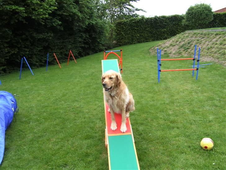 Golden retriever Luffe<3 - Her er han på vores vippe. Han elsker at være aktiv (: billede 17