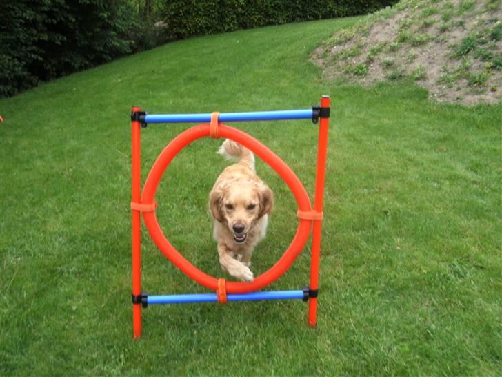 Golden retriever Luffe<3 billede 18