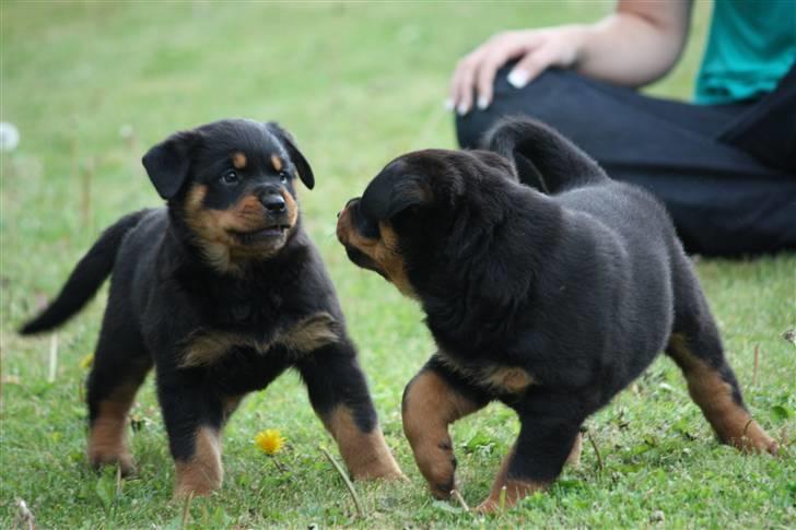 Rottweiler Chico billede 4