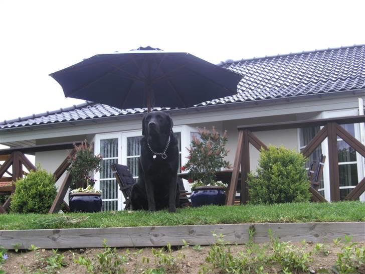 Labrador retriever Dino - 20/4-11 R.I.P - Her er godt nok en god udsigt her fra (: <33 billede 2