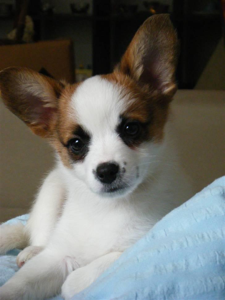 Blanding af racer Naima - Naima 9 uger. Hun er bare køn! :D billede 1