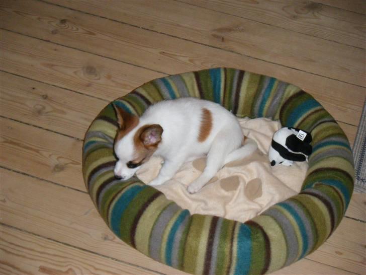 Blanding af racer Naima billede 2