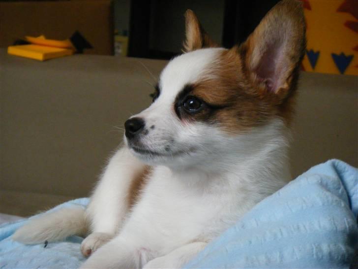 Blanding af racer Naima billede 3