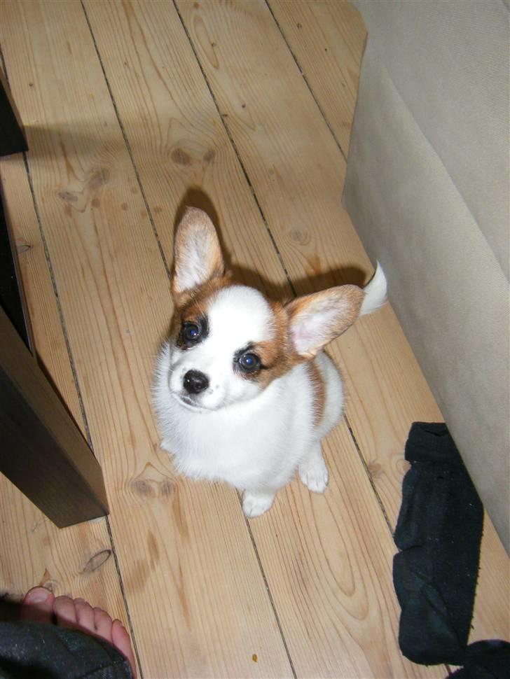 Blanding af racer Naima billede 4