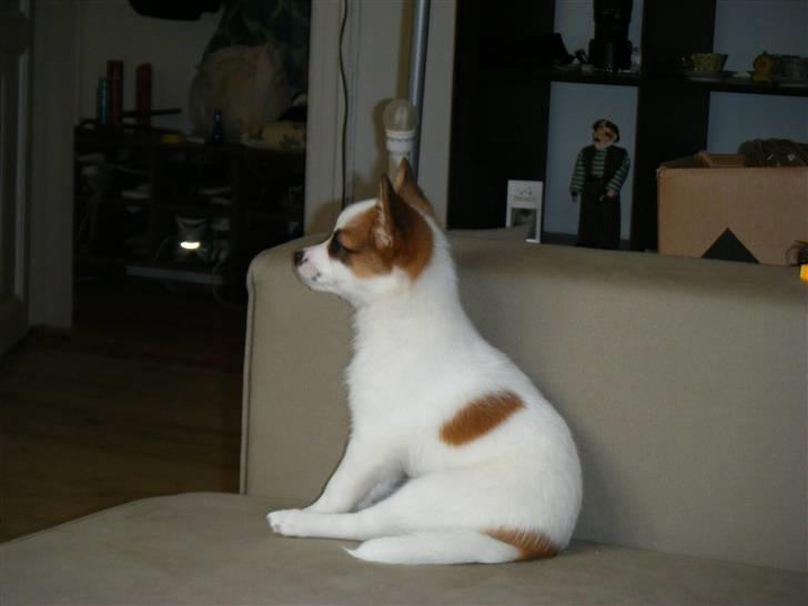 Blanding af racer Naima - Ser lige tv. ;) billede 5