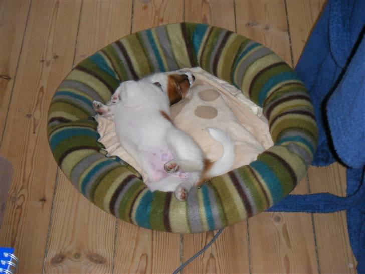 Blanding af racer Naima - Leger i "sengen" billede 6