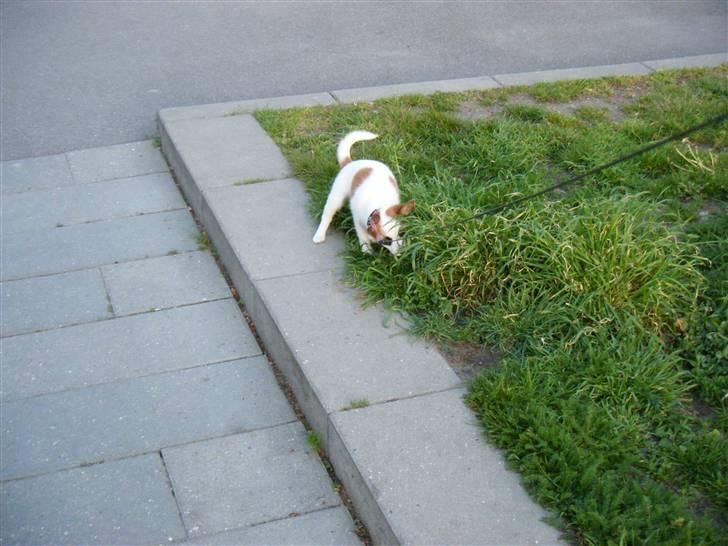 Blanding af racer Naima - Naimas første møde med græs, og endda højt græs. ;) billede 7