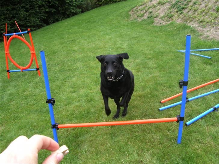 Labrador retriever Dino - 20/4-11 R.I.P - Wee (: Spriiing <33 billede 3