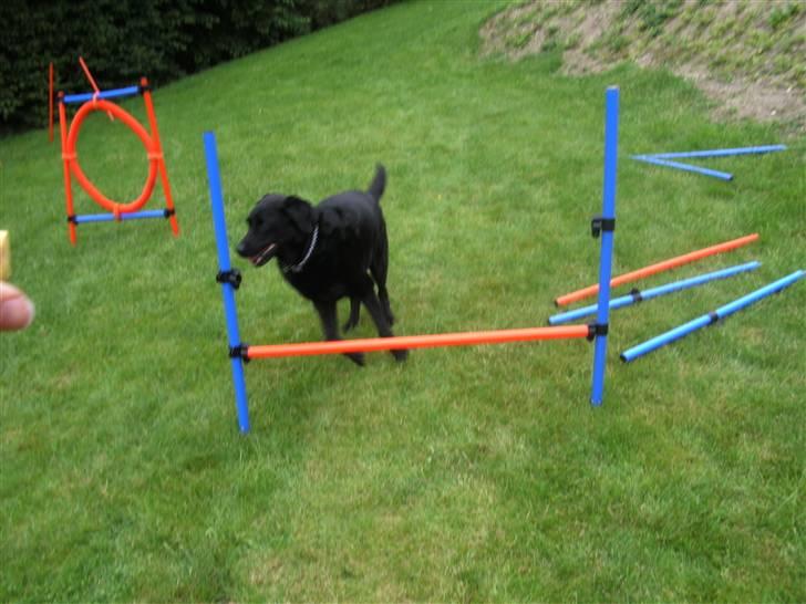 Labrador retriever Dino - 20/4-11 R.I.P - Fuha Dino, du må iik løbe uden om ! <3´ billede 4