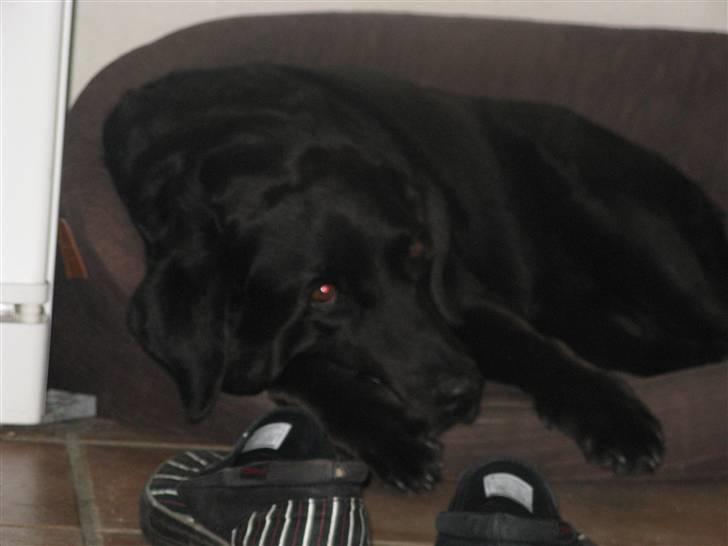 Labrador retriever Dino - 20/4-11 R.I.P - Er jeeq iik bare søød? ..<3 billede 5