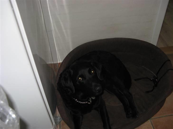 Labrador retriever Dino - 20/4-11 R.I.P - Skal vi ud og gå? <33 billede 6