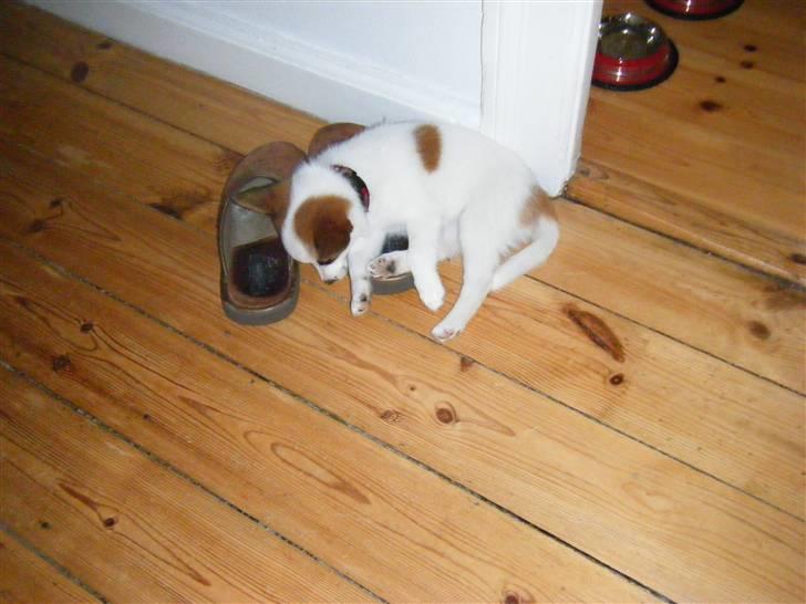 Blanding af racer Naima - Naima er faldet i søvn i min kærestes hjemmefutter.  billede 8