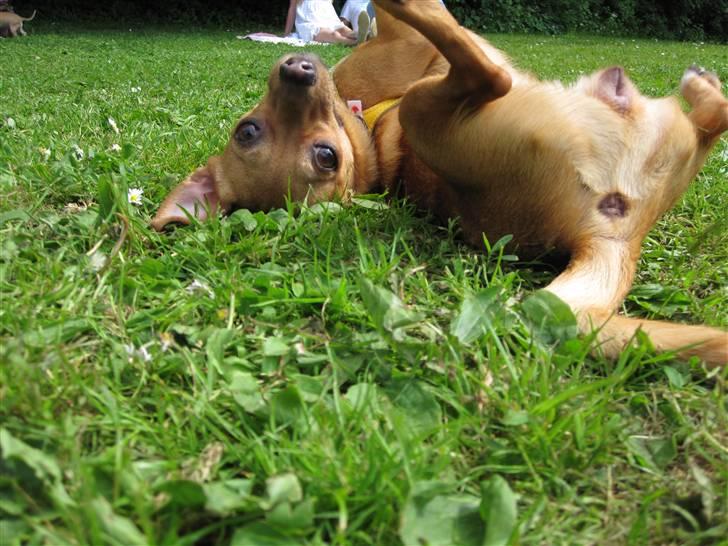Blanding af racer Chihuahua/Dværgpinscher *~ Paya ~* R.I.P - Paya ligger rigtig og gør sig lækker!! Hvem ved, måske det er en herlig fugleklat hun ruller sig i? ; ) (Til træf i Grøndalsparken (KBH)) billede 11