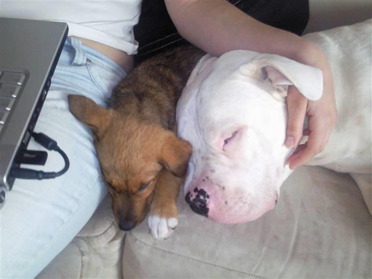 Blanding af racer R.I.P Holly billede 9