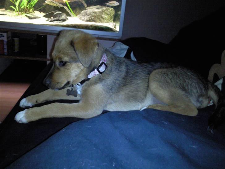 Blanding af racer R.I.P Holly billede 10