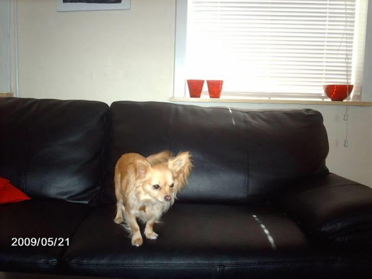 Chihuahua Chi chi billede 6