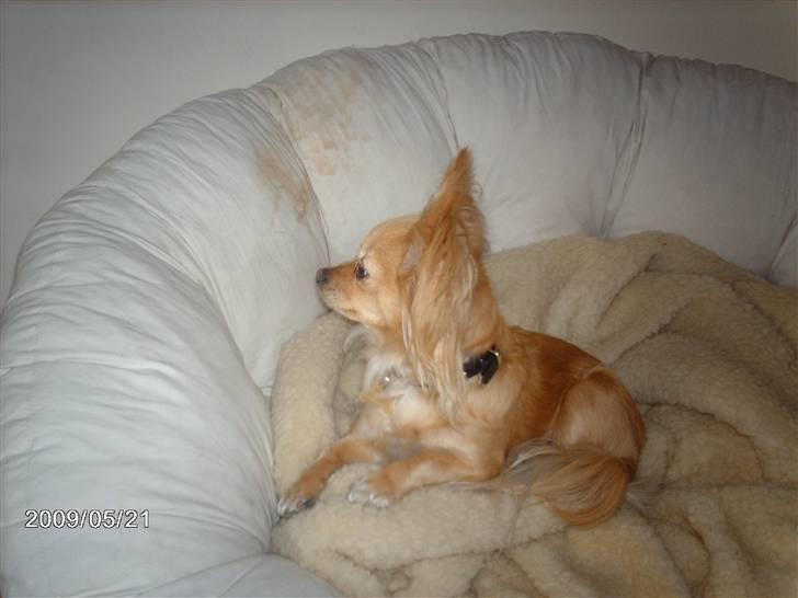 Chihuahua Chi chi billede 7