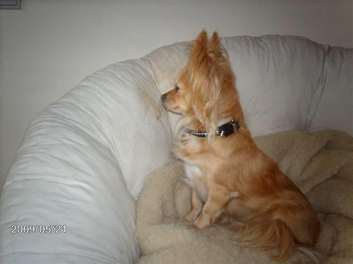 Chihuahua Chi chi billede 8